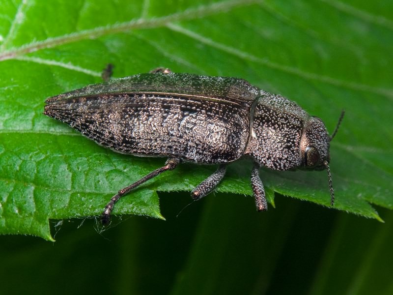 Dicerca aenea aenea (Linnaeus, 1767)